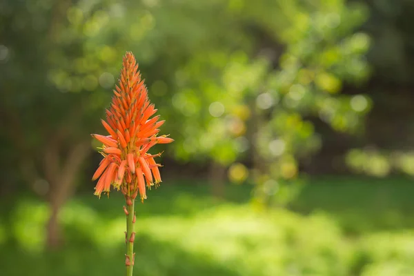 Aloe květ pozadí. — Stock fotografie
