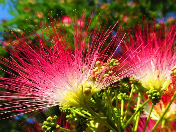 핑크 실크 나무 꽃 — 스톡 사진