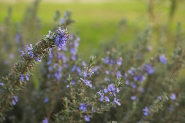 Biberiye derin karanlık çiçekler