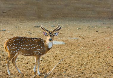 Benekli geyik arka plan dışında.