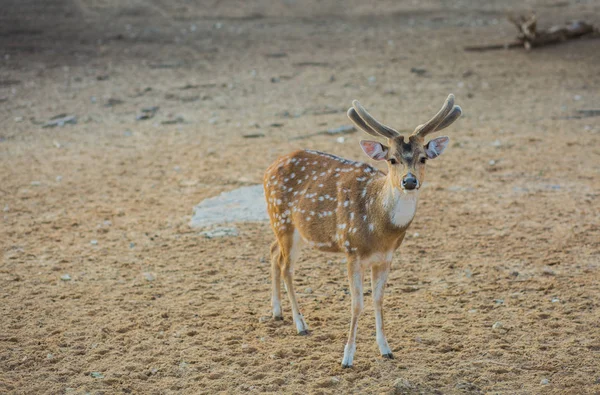 Benekli geyik arka plan dışında.
