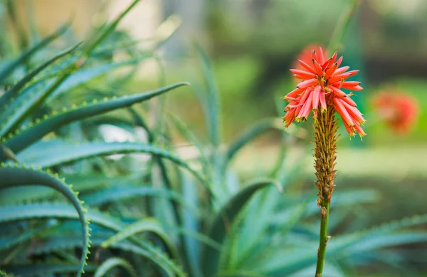 Aloe blomma och blad — Stockfoto