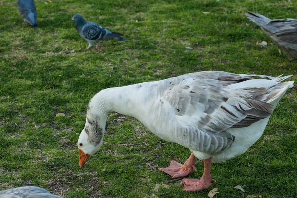 Goose comendo grama — Fotografia de Stock