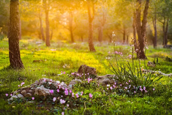 Forest solnedgången ljus blommor — Stockfoto