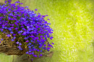 Lobelia blue flowers in wicker basket  clipart