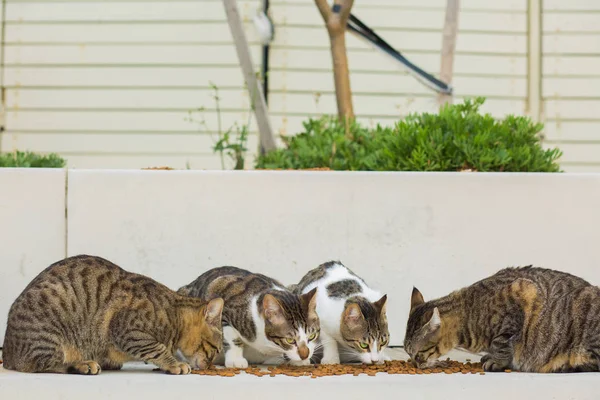 Kedi dışarıda yemek.