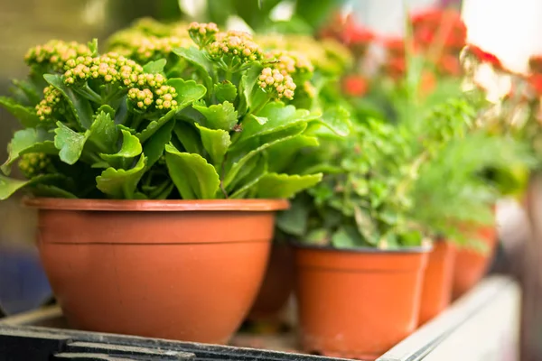 Kalanchoe kleurrijke bloemen — Stockfoto