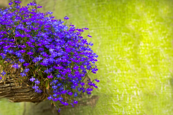 Lobelia niebieskie kwiaty w wiklinowym koszu — Zdjęcie stockowe