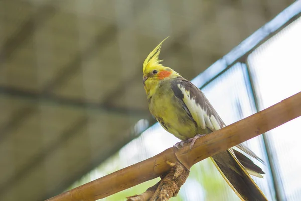 Petsupplies Kakadu kuş. — Stok fotoğraf