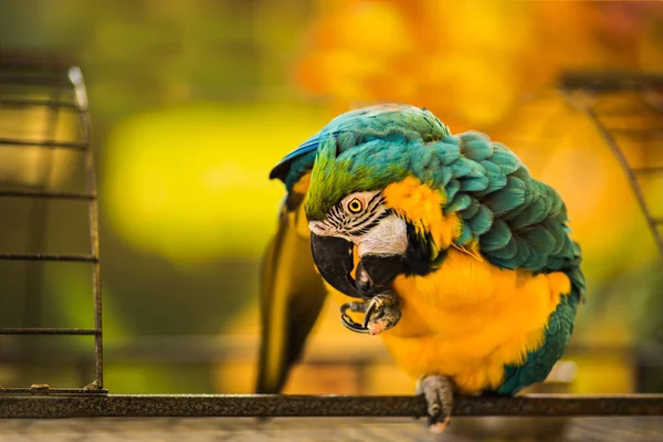 Mavi ve sarı Amerika papağanı kuş — Stok fotoğraf