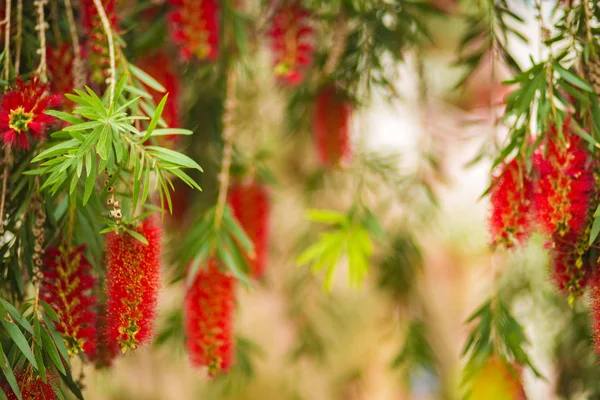 Callistemon 빨간 꽃 — 스톡 사진