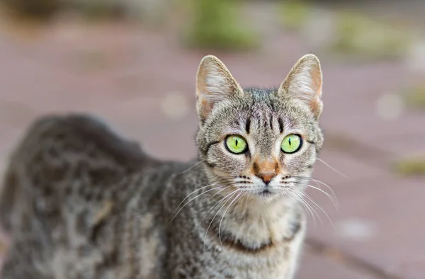 Gray cat portrait. — Stock Photo, Image