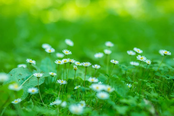 Små vita prästkrage blommor — Stockfoto