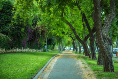 Yol yeşil ağaçlar ile parkta.
