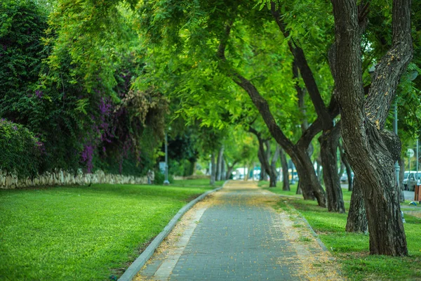 Road at the park with green trees. — Stock Photo, Image