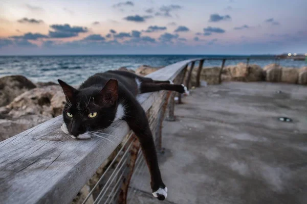 Gato sentado en la playa rocosa — Foto de Stock