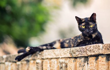 Kaplumbağa kabuğu kedi arka plan dinlenme
