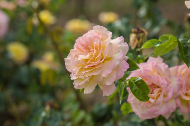 Büyük pembe Gül çiçek arka plan