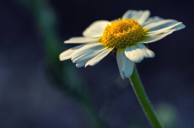 Küçük beyaz papatya çiçekler çim arka planda.