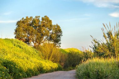 Toprak yol çimen çiçek alan arka plan.
