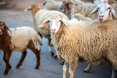 Sürüsü koyun arka plan