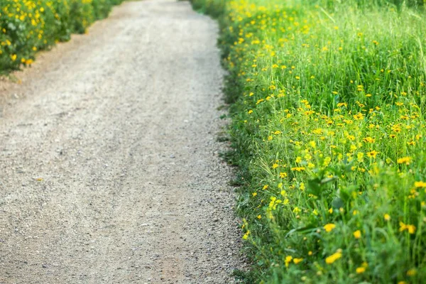 Dirt Road Grass Flower Field Background — Stock Photo, Image