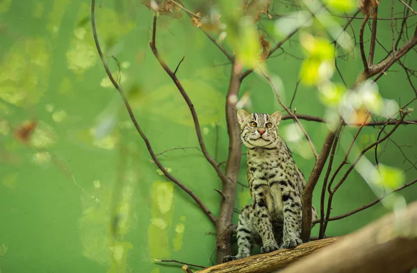 Fishing cat at prague zoo.