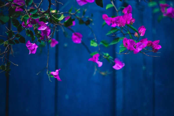 Fioletowe Kwiaty Bougainvillea Niebieskim Tle — Zdjęcie stockowe
