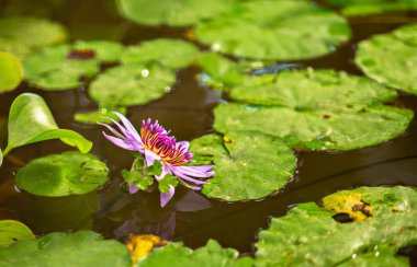 pembe nilüfer çiçek arka plan.