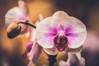 Pembe orkide çiçekleri arkaplanı kapat