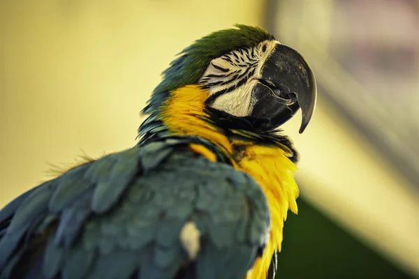 Modrý Žlutý Macaw Pták Zblízka — Stock fotografie