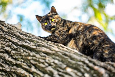Kaplumbağa kabuğundan bir kedi dışarıda bir ağaçta oturuyor.