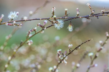 Karahindiba küçük beyaz çiçek arka planı.