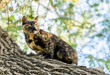 Kaplumbağa kabuğundan bir kedi dışarıda bir ağaçta oturuyor.