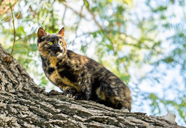 Kaplumbağa kabuğundan bir kedi dışarıda bir ağaçta oturuyor.