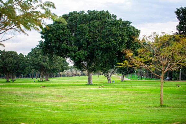 Ramat Gan Ulusal Parkı yeşil çimen arka planı