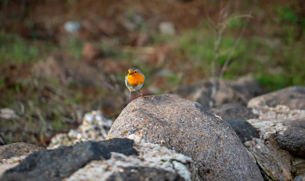 Pássaro Robin Europeu Sentado Sobre Uma Pedra — Fotografia de Stock