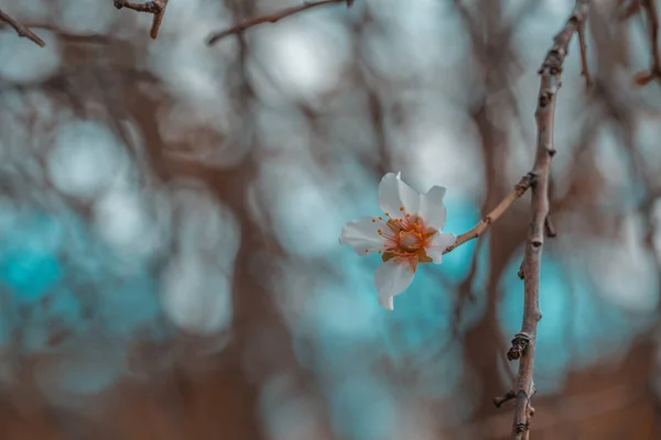 Almond Tree Flower Bloom Background — Stock Photo, Image