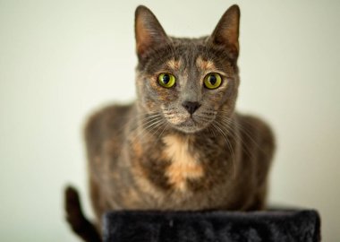 Evcil kedi ağaç evinde oturuyor.