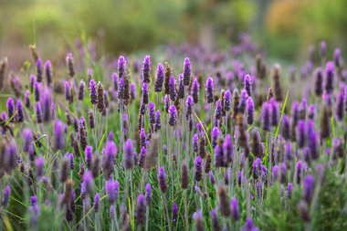 Lavanta rengi mor çiçekler günbatımı arkaplanı