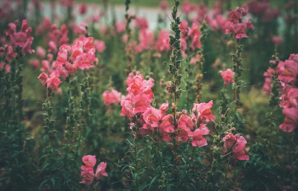Snapdragons Różowe Kwiaty Zewnątrz Tło — Zdjęcie stockowe