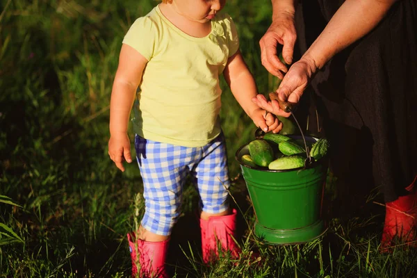Nenek membantu cucu untuk memetik mentimun di kebun — Stok Foto