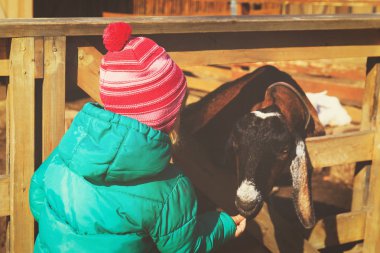 küçük kız koyun çiftliğinde besleme