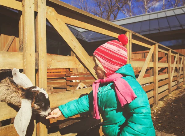 küçük kız koyun çiftliğinde besleme