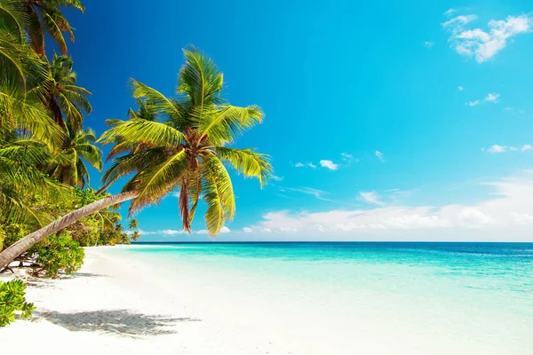 Praia de areia tropical com palmeiras — Fotografia de Stock