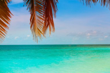 palmiye ağaçları ile tropikal kum plaj