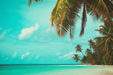 palmiye ağaçları ile tropikal kum plaj