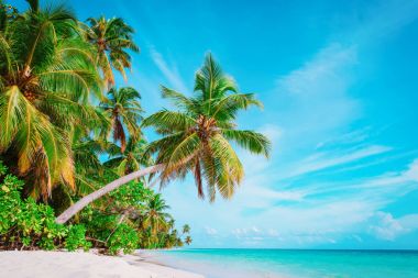 palmiye ağaçları ile tropikal kum plaj