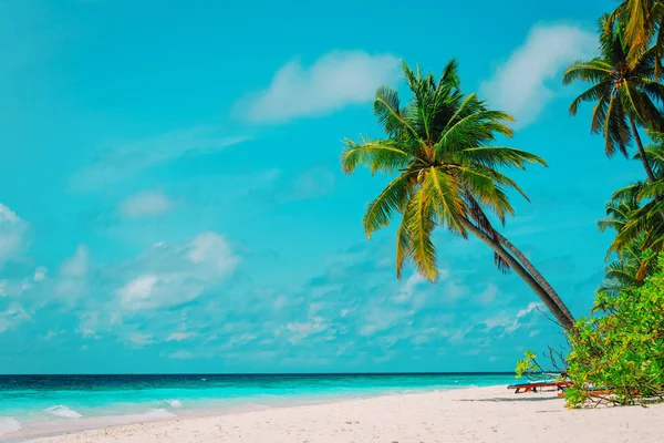 Тропический песчаный пляж с пальмами — стоковое фото