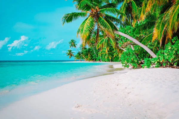 A pálmafákkal teli trópusi homokos strand — Stock Fotó